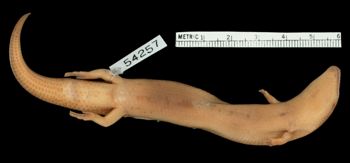 Media type: image;   Herpetology R-54257 Aspect: ventral